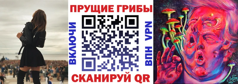 купить наркотики цена  Грозный  omg   Галлюциногенные грибы Psilocybe 