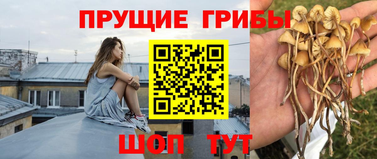 Псилоцибиновые грибы Cubensis Грозный